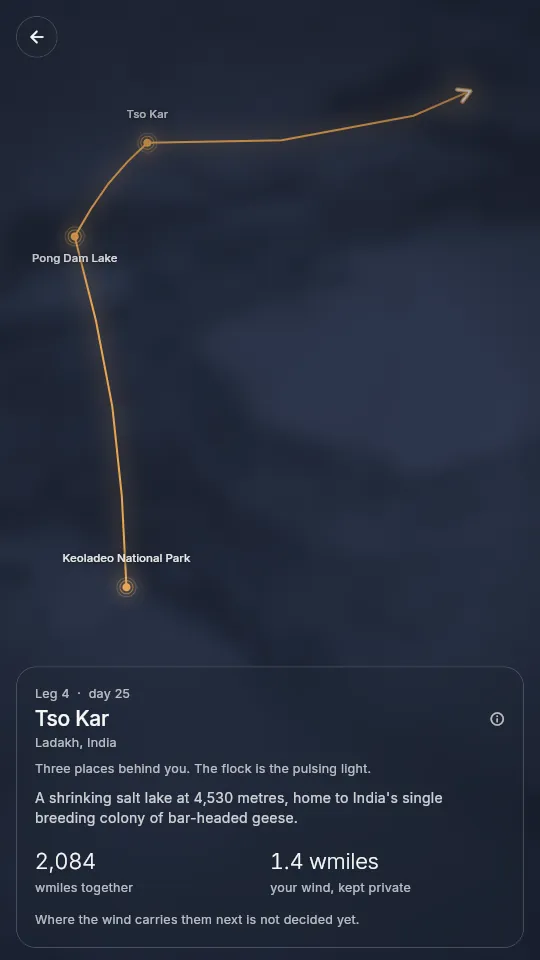 The WingIt route map: an amber line joining Keoladeo National Park, Pong Dam Lake and Tso Kar, with the distance flown together and the part that was your own wind.